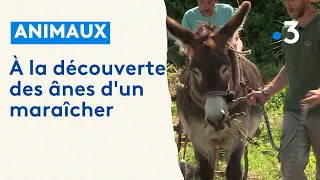 A la découverte des ânes d'un maraîcher