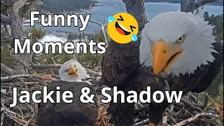 Funny Moments🤣: Bald Eagles🦅Jackie & Shadow, Big Bear Valley, USA, February 2024 #FunnyVideo,