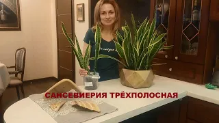 САНСЕВИЕРИЯ ТРЁХПОЛОСНАЯ /УХОД, ПЕРЕСАДКА