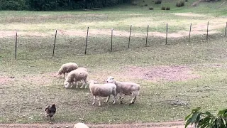 Sheep Mating