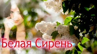 Песня просто Хит! Покорившая Интернет! Белая сирень!