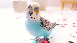 3 Hour Budgie Sounds or Parakeet sounds