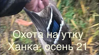 Охота на утку озеро Ханка ,на чеках