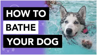 How To Bathe Your Dog (When They Hate Water!)