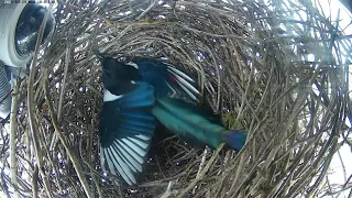 210329 magpie nest late Mar update