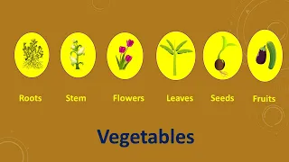 Which Part Of The Plant Do We Eat? | Root, Stem, Leaves, Flower, Fruit | Educational Video For Kids.