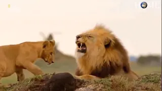 Battle of rivals Buffalo vs Lion — Who is the most powerful in nature (Full HD 1080p)