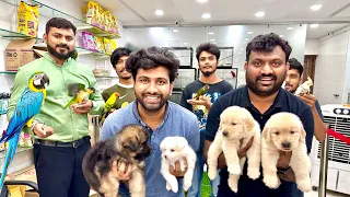 Puppies & Birds Special | Pure Breed Dogs Shop 🦮 Hyderabad | Cheapest | Pets Shop🐶