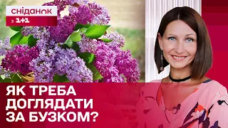 Квітування бузку: що треба робити, щоб рослина виглядала якомога красивіше? – Антоніна Лесик