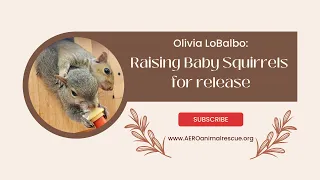 Raising Baby Squirrels For Release