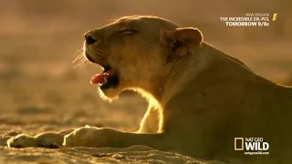 Lion Kingdom S01E01 Pride and Punishment