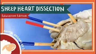 Heart Dissection || Love the Lub-Dub [EDU]