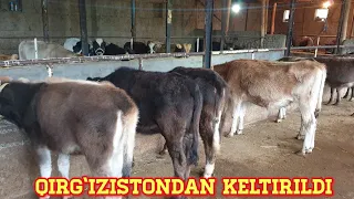 Sotiladigan hunajin va buqachalar keldi zudlik bilan sotiladi Qirg‘iziston parodali arzon narxlarda.