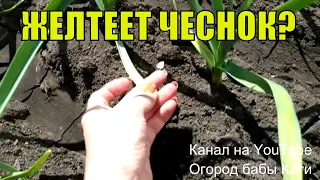 Чеснок! Почему желтеет чеснок и что делать?