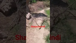 👹sharpa kurindi Yo Allah #rek #uzbekistan #funny #abbosxon #alvido #kursela #pubg