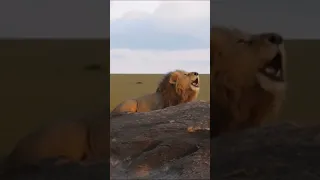 Lion King Roars