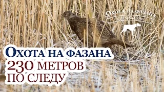 Охота на фазана - 230 метров от стойки до подъема - Охота с дратхааром