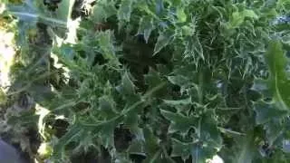 Medicinal and edible plant - common thistle
