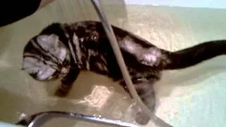 кот Джэф моется под душем.Cat Geff takes a shower.