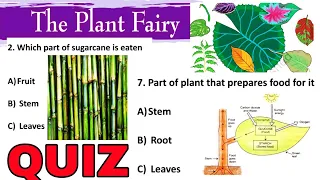 QUIZ (Test Yourself) / THE PLANT FAIRY / Class 3 EVS / worksheet Question Answers NCERT / Chapter 2