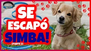 Daniel El Travieso - Mi Perro Se Escapó! (Parte 2)