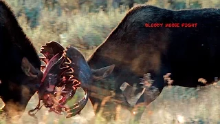 Wildlife Photography - "BLOODY VELVET"  Bull Moose Fight - Jackson Hole / Grand Teton National Park