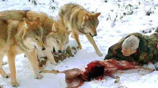 اخطر 4 انواع ذئاب على الاطلاق  !!! الذئب الاكثر مكر