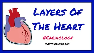 Layers Of The Heart // Cardiology