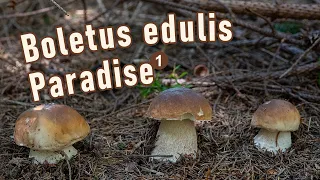 Mushroom Hunting - August 15th 2023 (part 1/2) - Boletus edulis | Cep | King bolete | Funghi Porcini