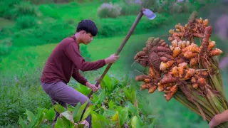 [Story 132] Harvesting TURMERIC up on the hill |  Cooking adobong dilaw and turmeric fried rice!