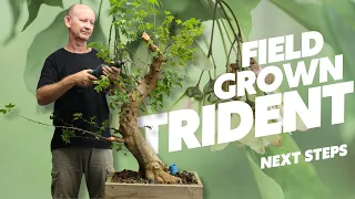 Next steps on a field grown Trident maple bonsai tree