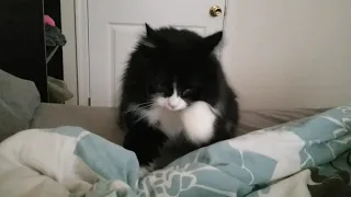 Norwegian Forest Cat makes RARE "Squeak" & Biscuits