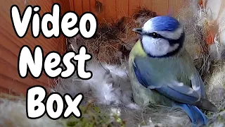 Nest Box: Blue Tit's Cosy Home 📷🐦🏠🥚#Bluetits #nestboxcamera #Nestbox