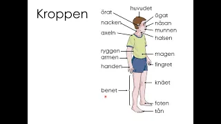 Kroppen