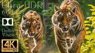 4K HDR 120fps Dolby Vision with Animal Sounds (Colorfully Dynamic) #37