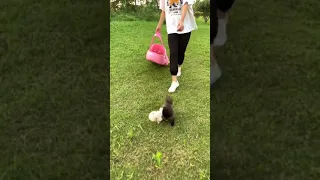 Wow 🤣Funny Dog Videos 2020🤣 🐶Funny and Cute Pomeranian 😍 #Short #Dog   #Part  209