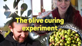 From DISGUSTING to DELICIOUS: first time curing OLIVES
