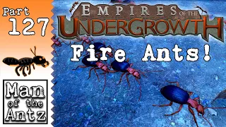 FIRE ANTS: The Promised Land on Hard Done Properly! | Empires of the Undergrowth - Part 127