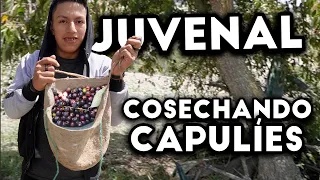 @SoyJuvenal  RECOGE CAPULIES para hacer jucho