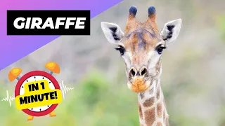 Giraffe 🦒 The Tallest Animal In The World | 1 Minute Animals