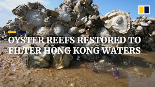 Oyster reef restoration helps clear up Hong Kong coastal waters