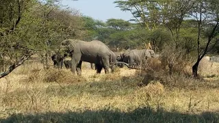 ELEPHANT MATING PART 1