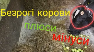 Безрогі корови !!???це як ??!   "ПЛЮСИ"   "МІНУСИ"