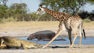 New Video About Crocodile Vs Giraffe