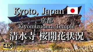 Kiyomizudera Temple in Kyoto, Japan | Cherry blossom blooming status [4K]