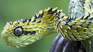 7 Tipos De Reptiles Más Extraños Del Mundo