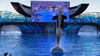 NEW SHOW - Orca Encounter A Killer Whale Experience | SeaWorld Orlando