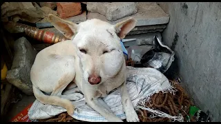 A street dog with a swollen head was rescued.