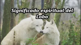 Significado espiritual del Lobo (Tótem)