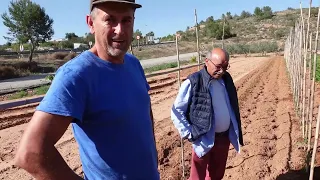 Secreto de tomateras. Plantamos el huerto de verano para casa